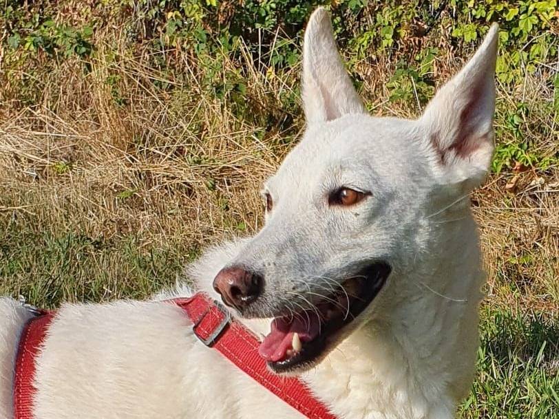 Adotta il cane OFELIA a Varese