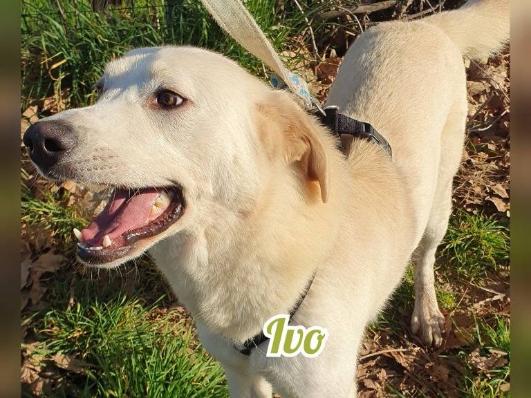 Adotta un cane, maschio, 4 anni e 3 mesi, Monza