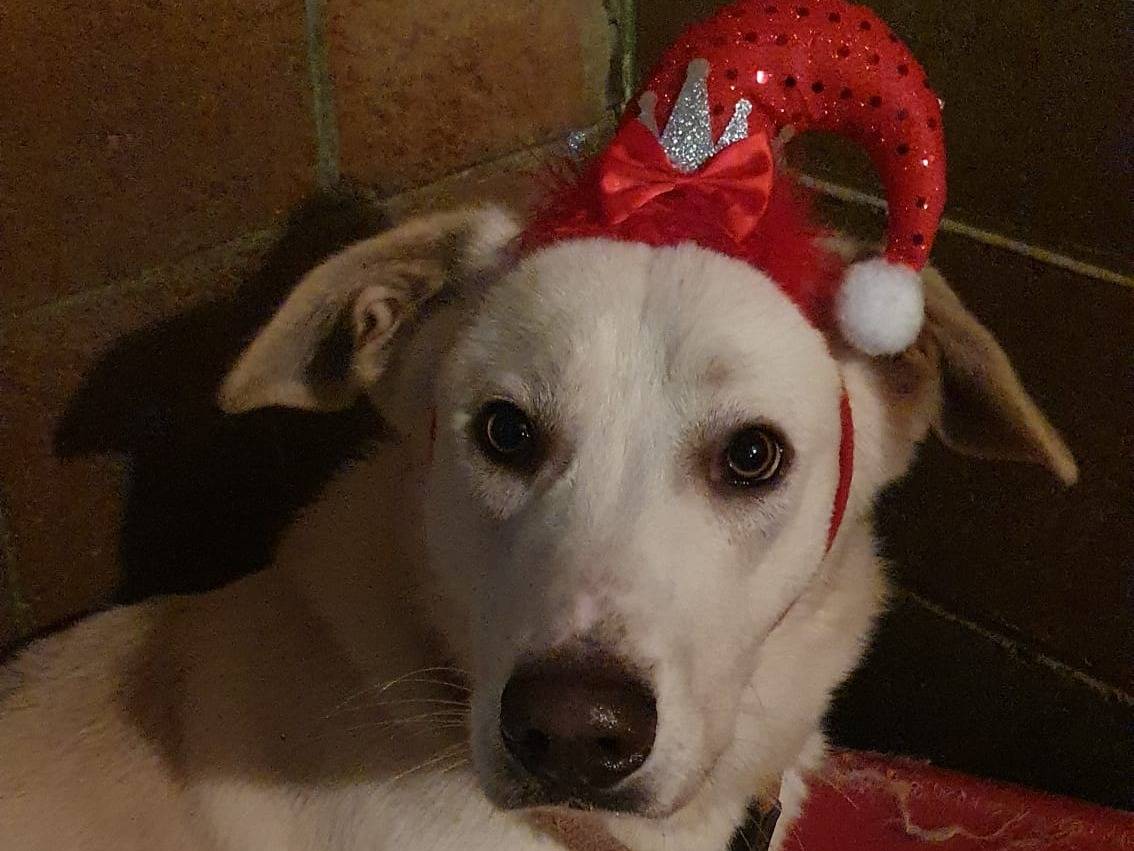 Adotta un cane, taglia media, maschio, Monza