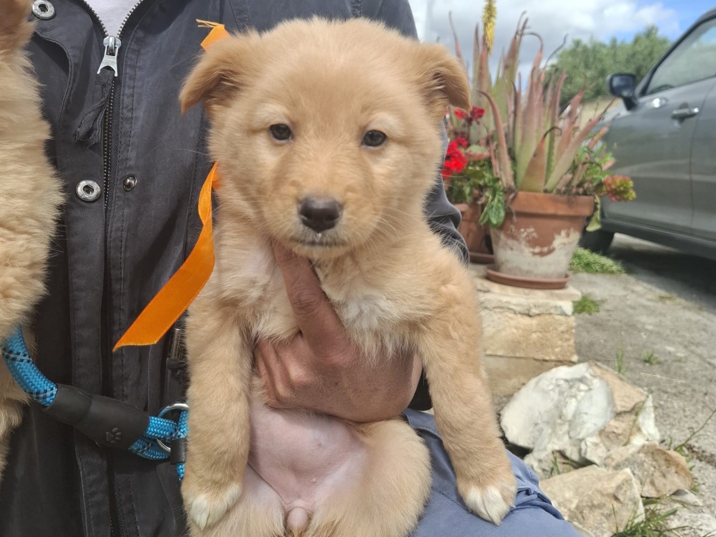 Adozione cane, femmina, Razza sconosciuta Razza sconosciuta, 2 mesi, taglia media contenuta, Bari