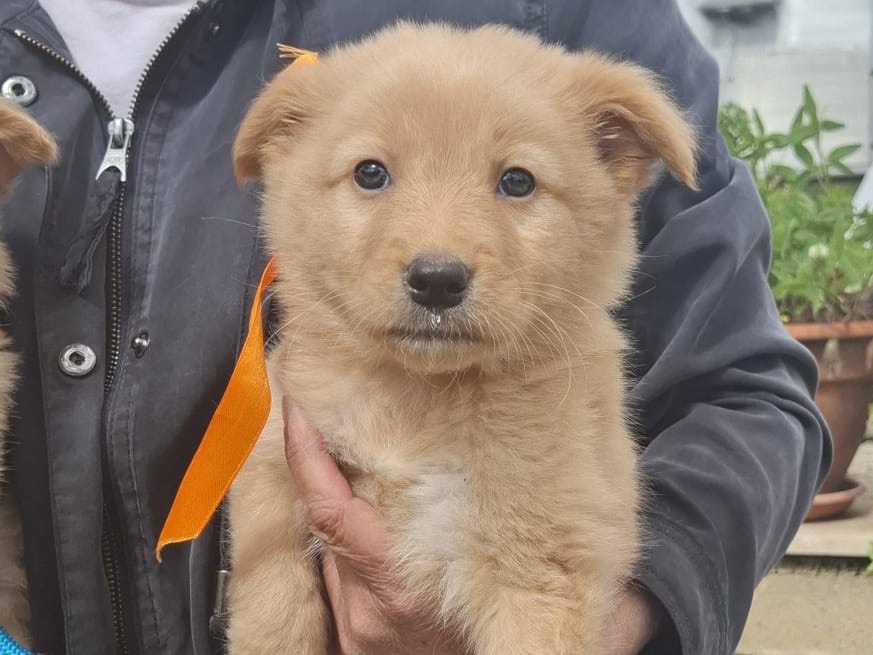 Adotta un cane, taglia media contenuta, femmina, Bari