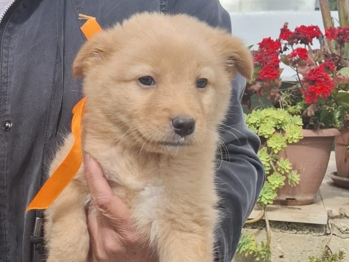 Adotta un cane, femmina, 2 mesi, Bari