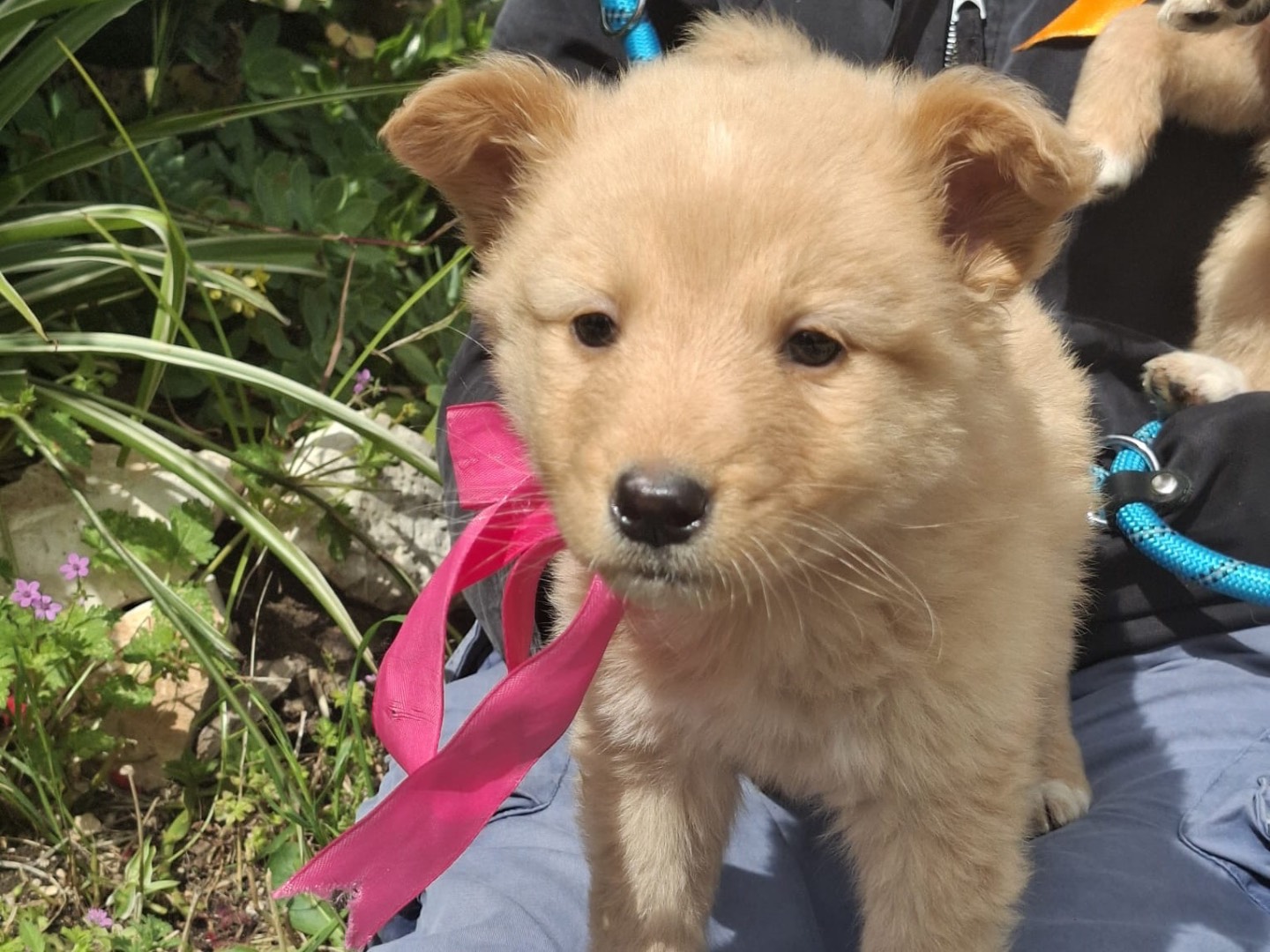 Adotta un cane, taglia media contenuta, femmina, Bari