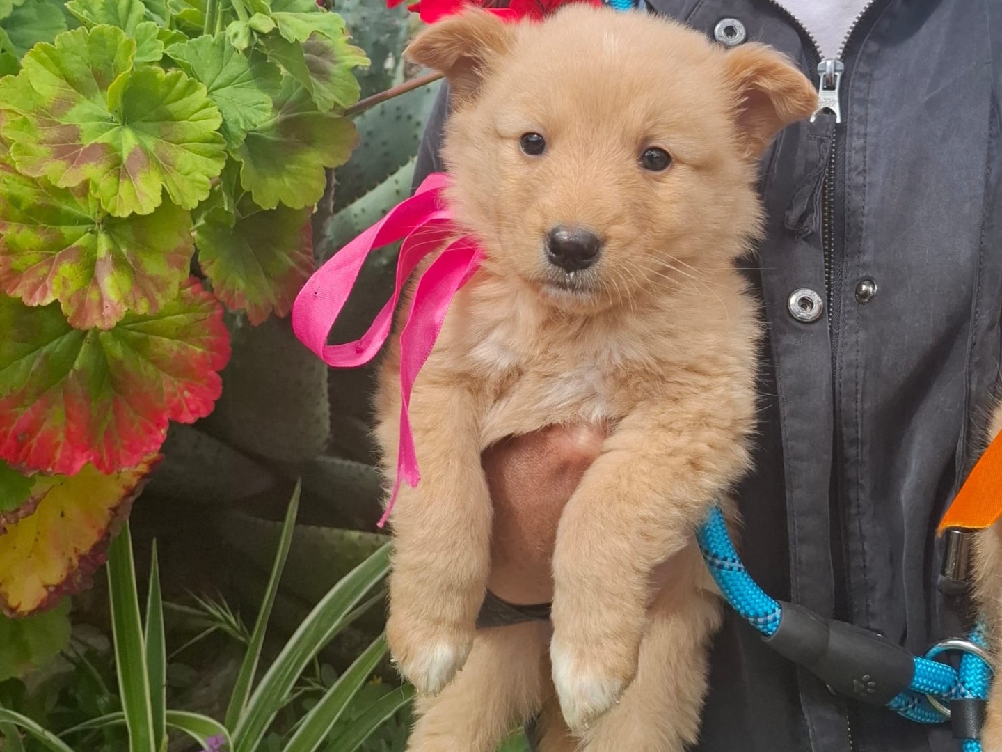 Adozione cane, femmina, Razza sconosciuta Razza sconosciuta, 2 mesi, taglia media contenuta, Bari