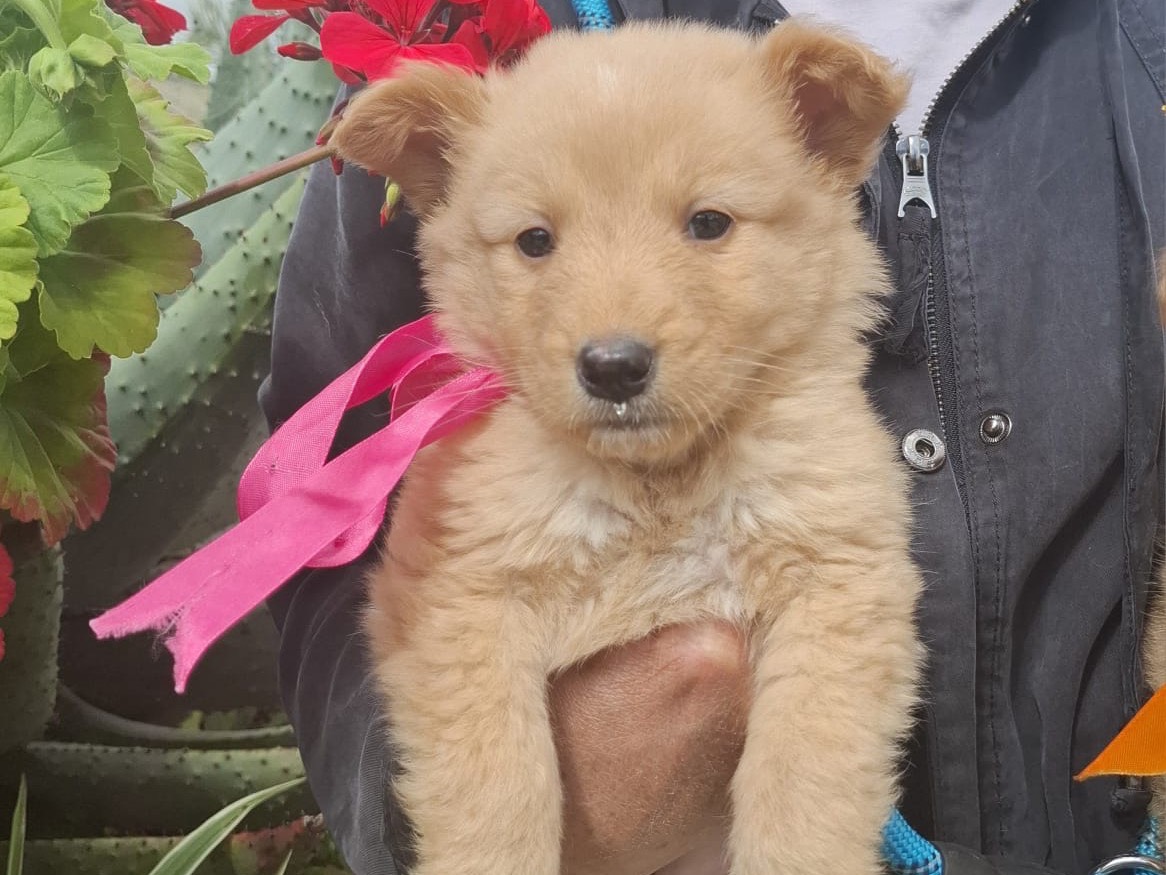 Adotta un cane, femmina, 2 mesi, Bari