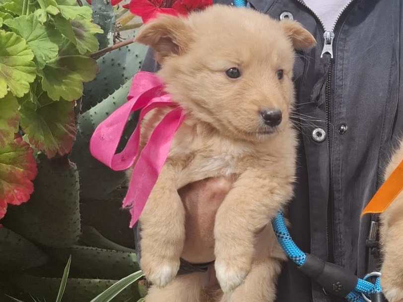 Vuoi adottare un cane a Bari?