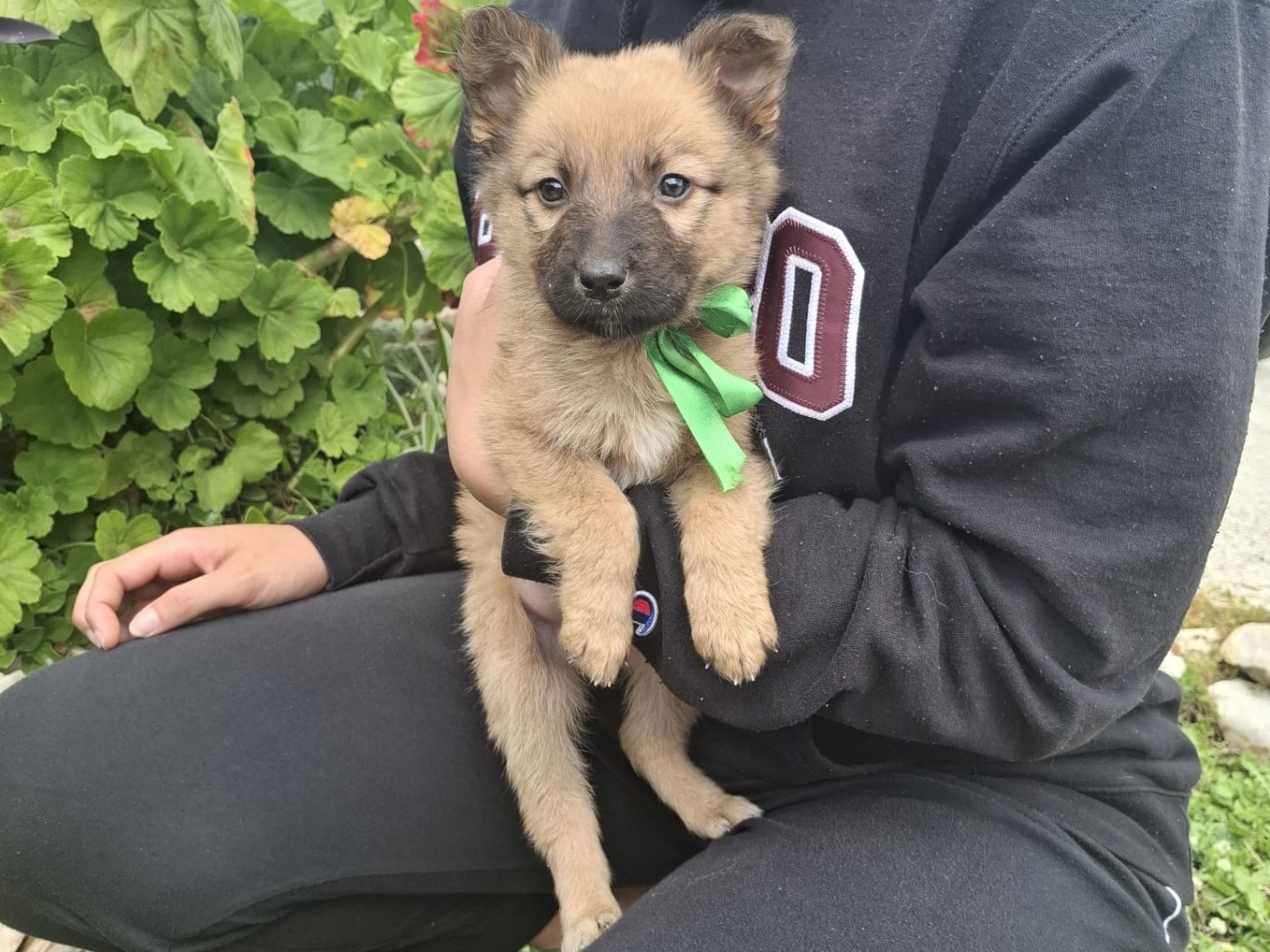 Adozione cane, femmina, Razza sconosciuta Razza sconosciuta, 2 mesi, taglia media contenuta, Bari