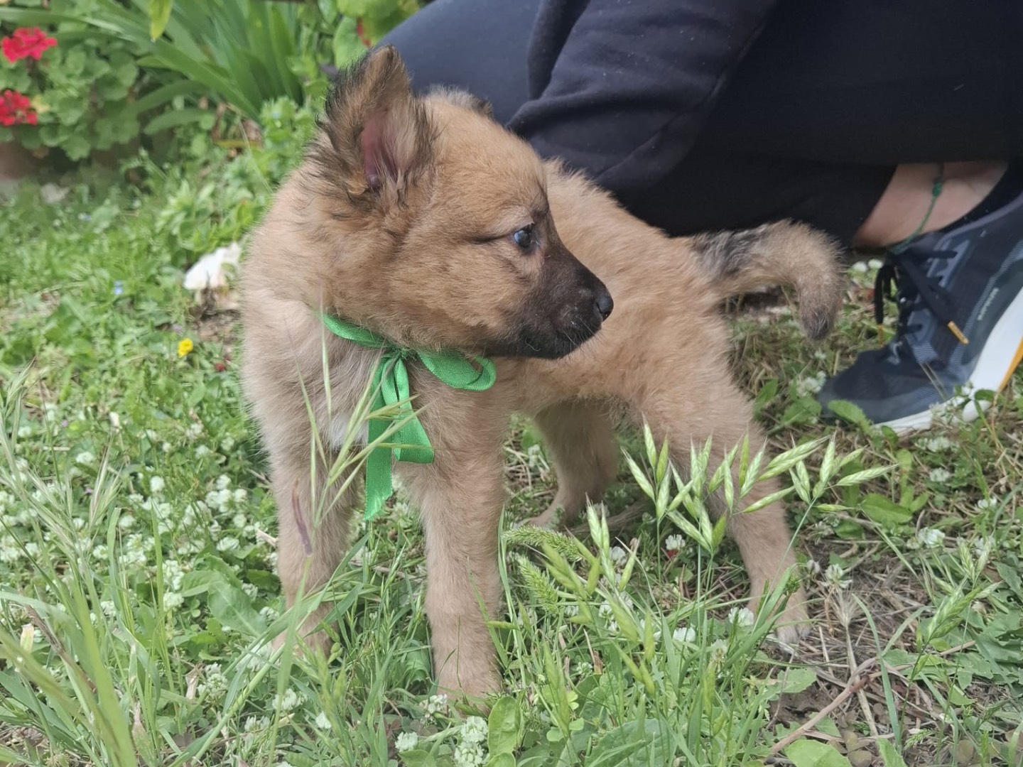 Adotta un cane, femmina, 2 mesi, Bari