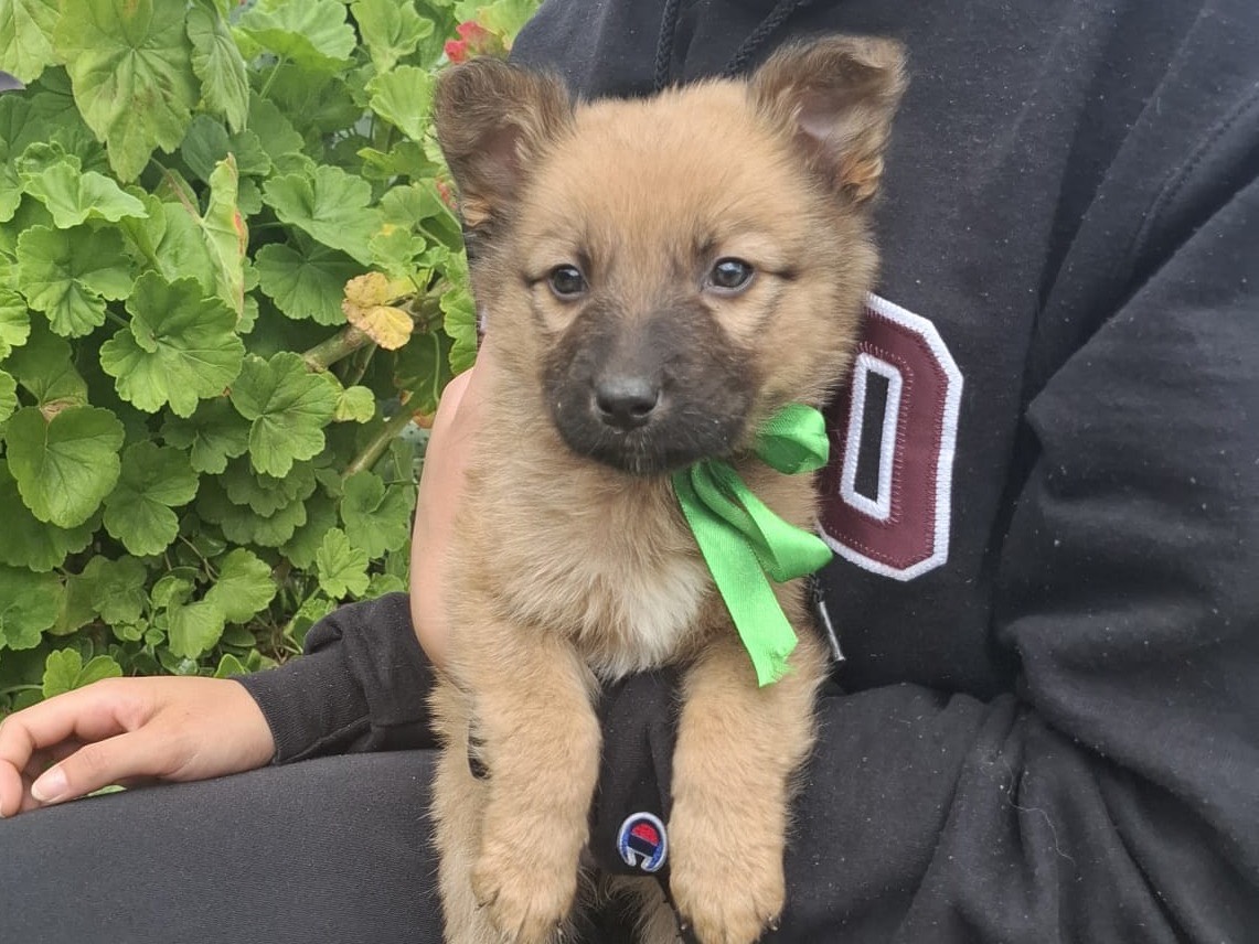 Adotta un cane, taglia media contenuta, femmina, Bari