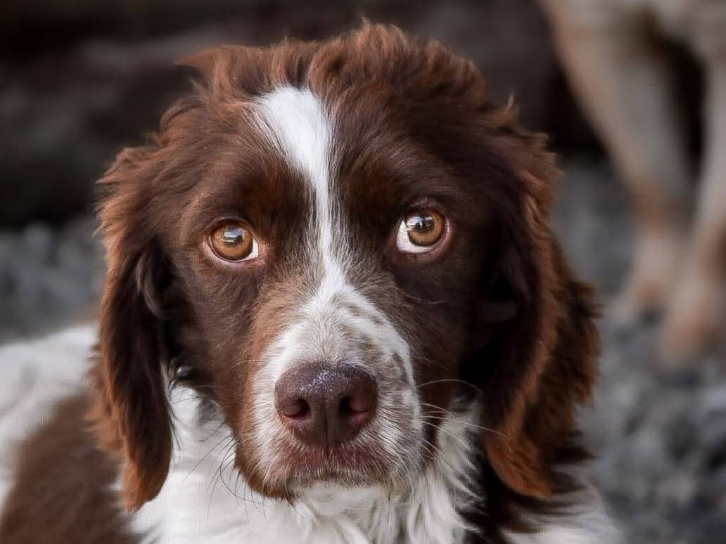 Adozione cane, maschio, Breton Razza sconosciuta, 6 anni e 11 mesi, taglia media, Crotone