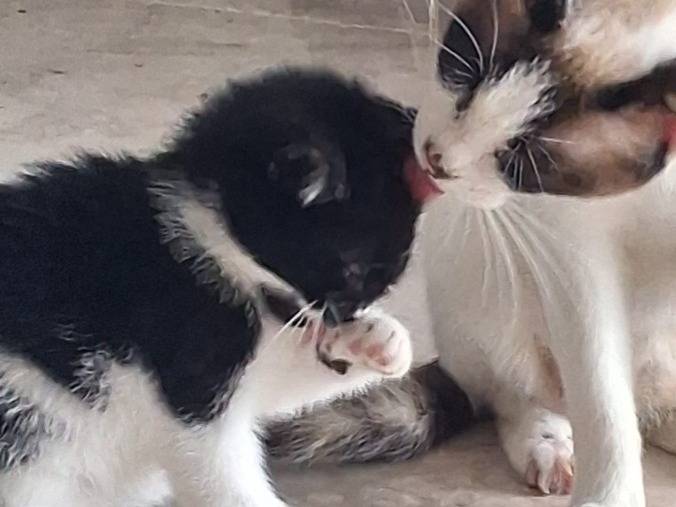 Adozione gatto, maschio, Razza sconosciuta Razza sconosciuta, 1 mesi, taglia non valida, Napoli