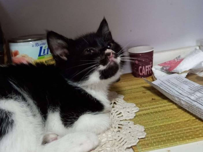 Adotta un gatto, maschio, 1 mesi, Napoli