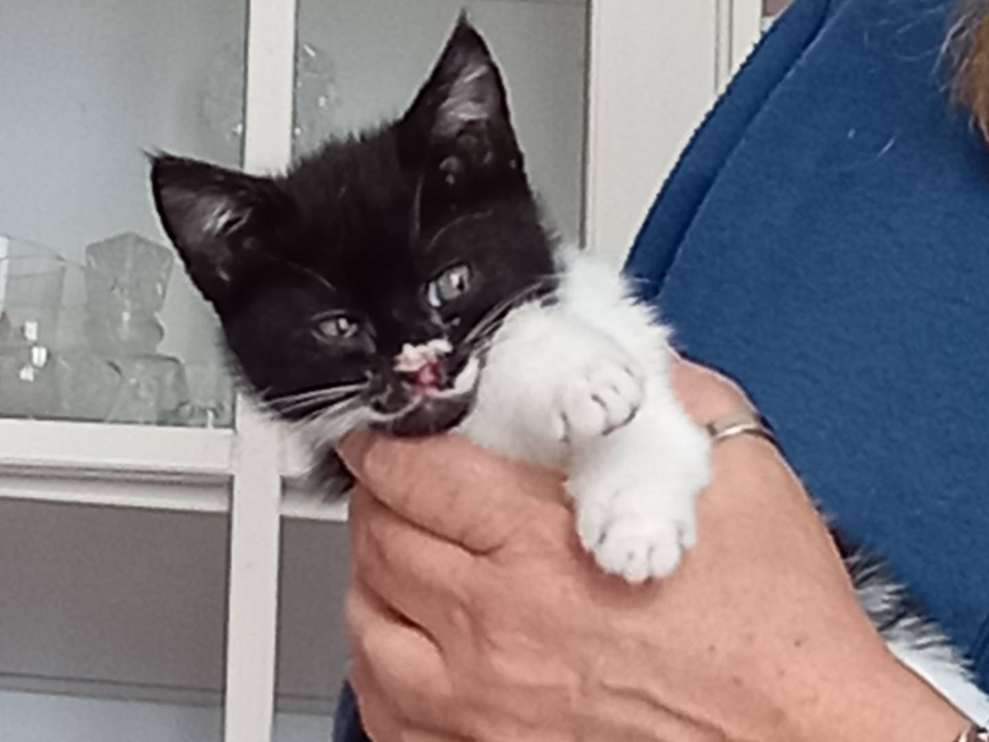 Adotta un gatto, taglia non valida, maschio, Napoli