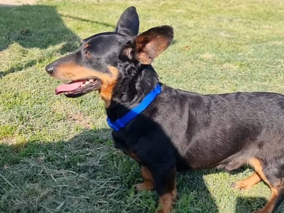 Adotta un cane, maschio, 4 anni e 1 mese, Pavia