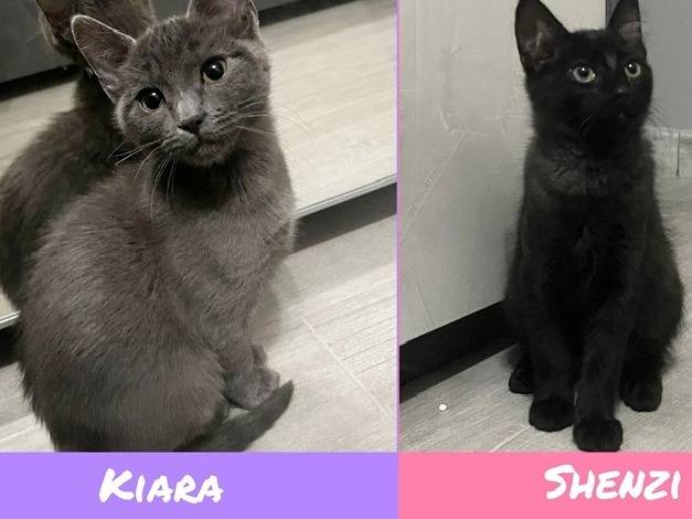 Adozione gatto, femmina, Razza sconosciuta Razza sconosciuta, 2 mesi, taglia non valida, Torino