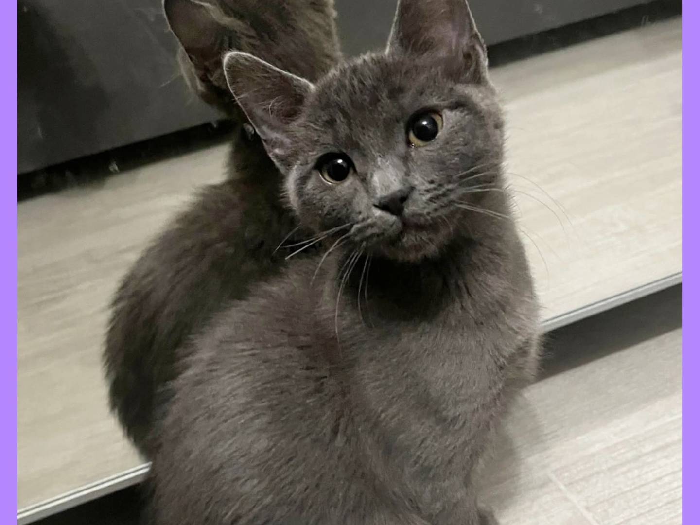 Adotta un gatto, femmina, 2 mesi, Torino