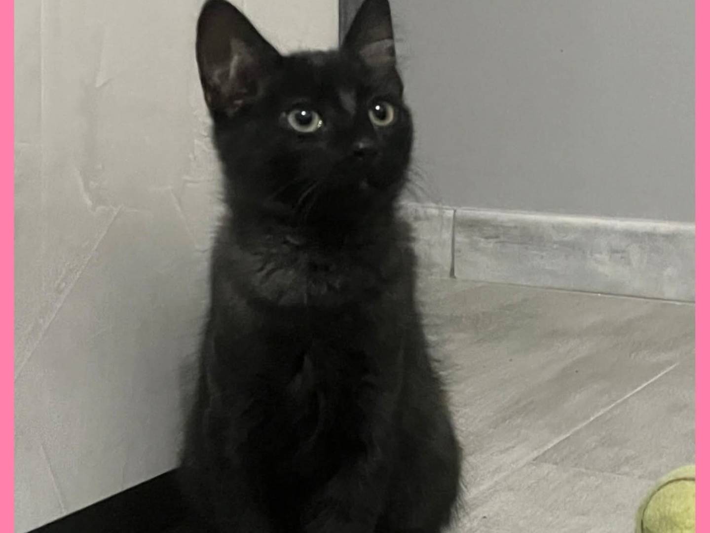 Adotta un gatto, taglia non valida, femmina, Torino