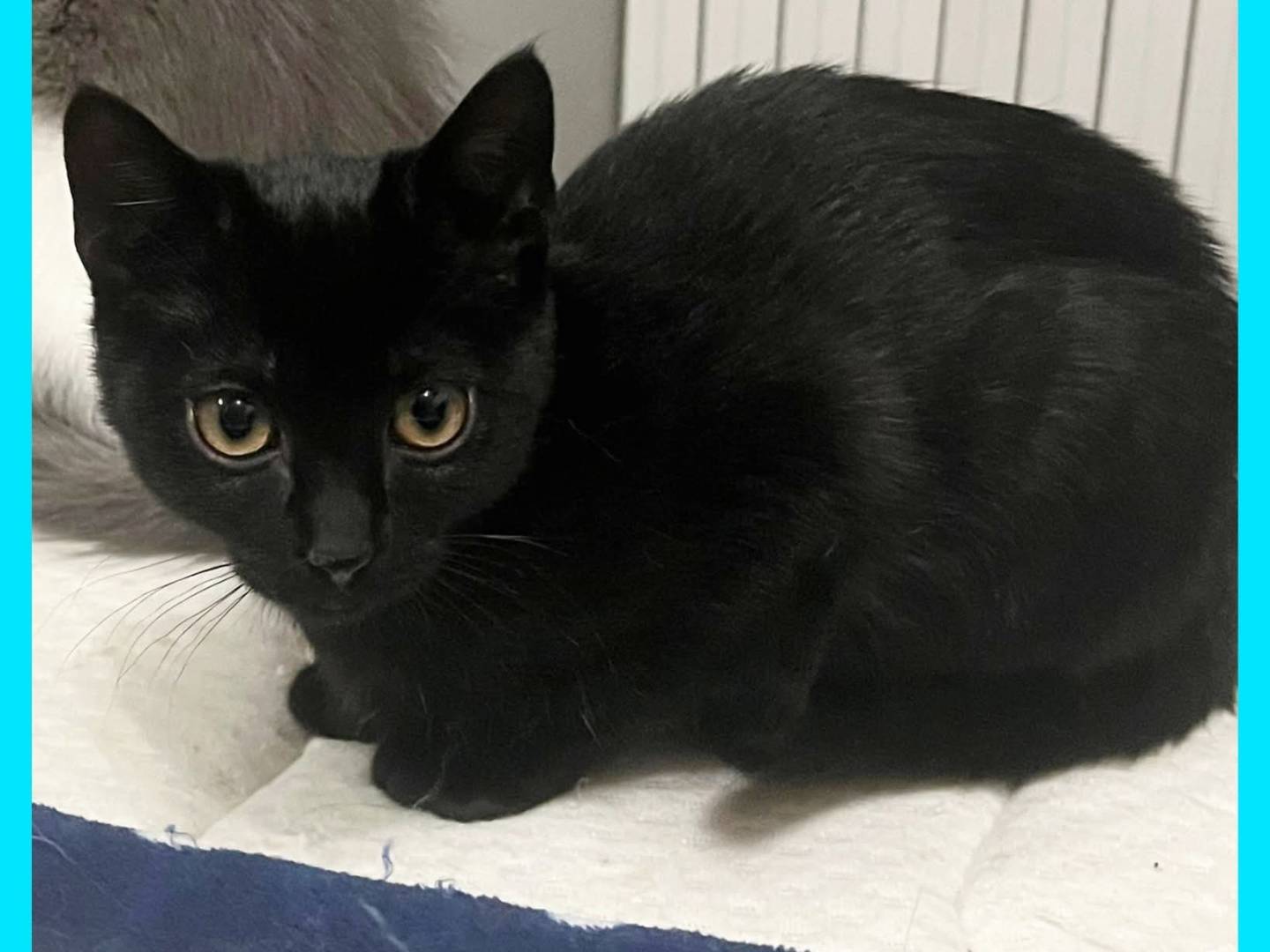 Adozione gatto, maschio, Razza sconosciuta Razza sconosciuta, 2 mesi, taglia non valida, Torino