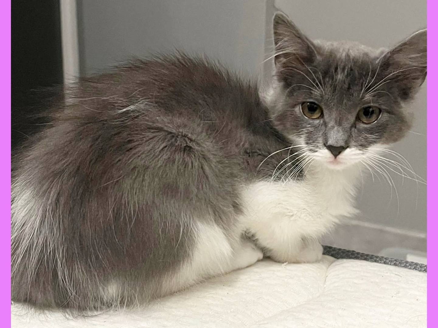 Adotta un gatto, maschio, 2 mesi, Torino