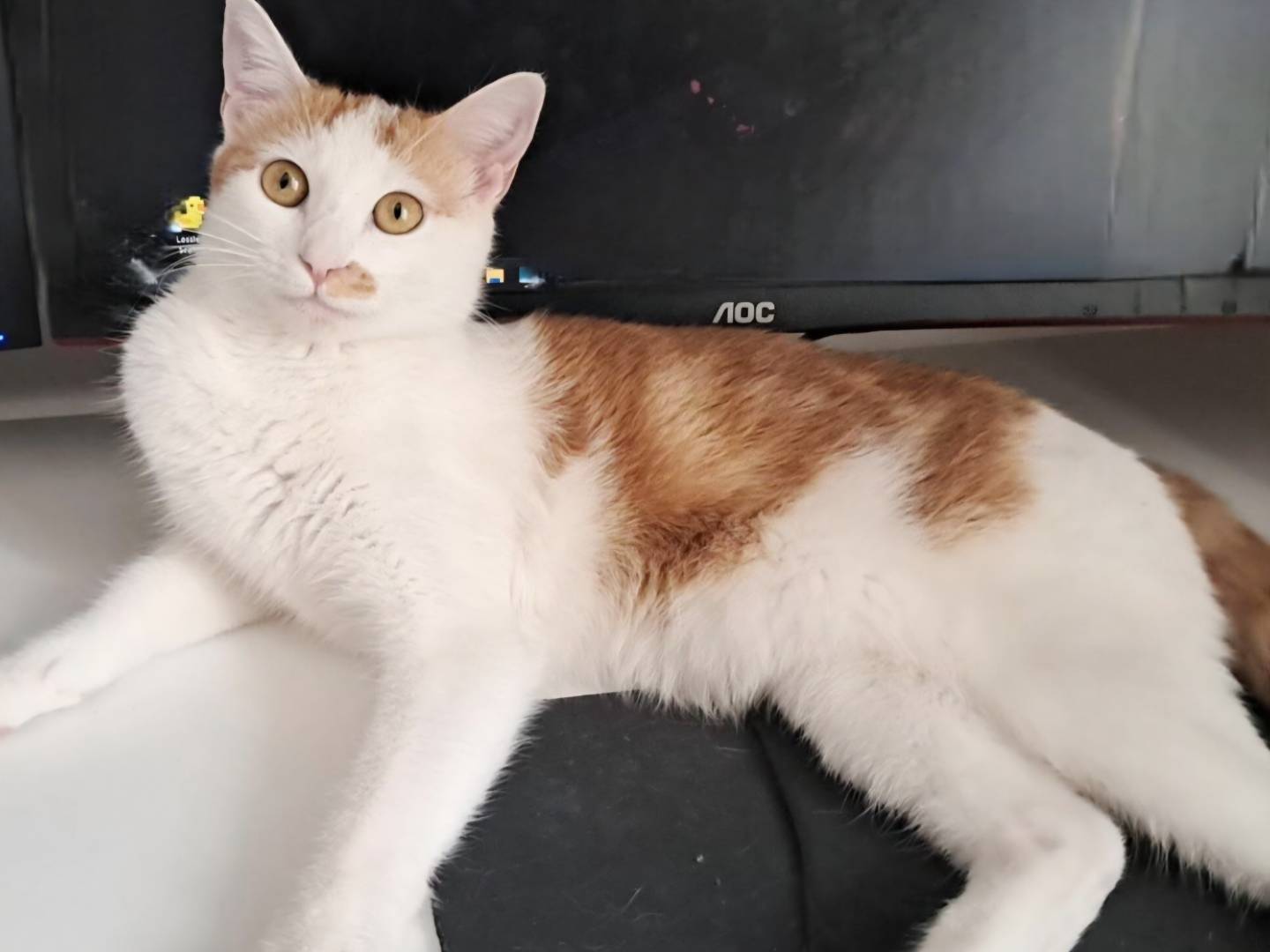 Adozione gatto, femmina, Razza sconosciuta Razza sconosciuta, 8 mesi, taglia non valida, Torino