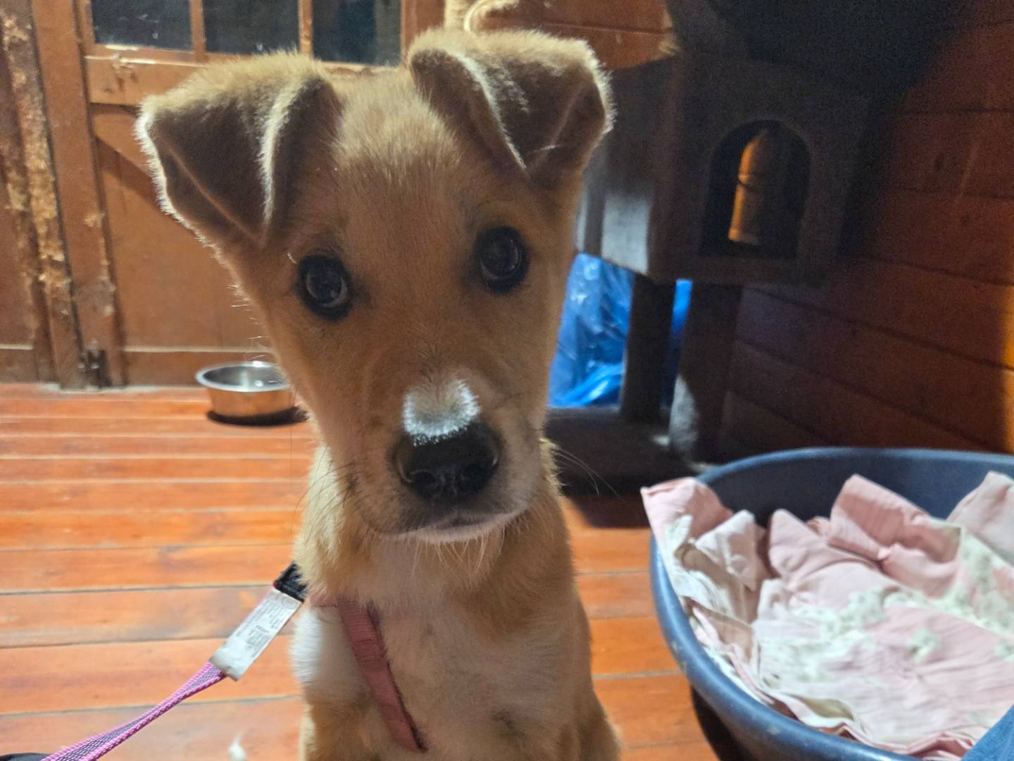 Adozione cane, femmina, Razza sconosciuta Razza sconosciuta, 4 mesi, taglia piccola, Parma