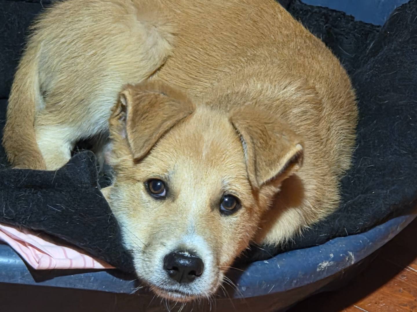 Adotta un cane, femmina, 4 mesi, Parma