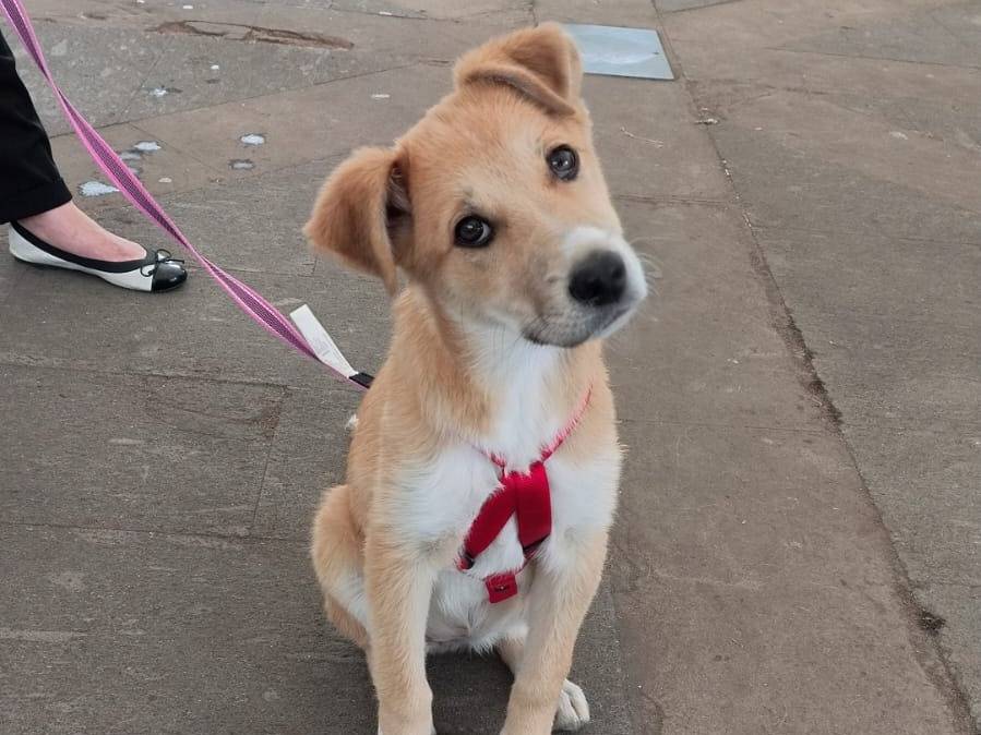 Adotta un cane, taglia piccola, femmina, Parma