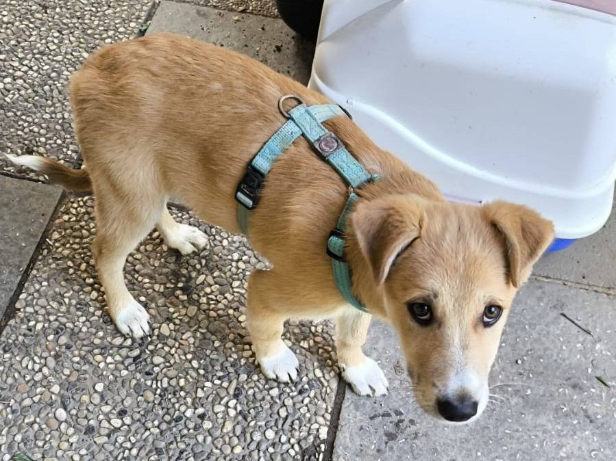 Vuoi adottare un cane a Parma?