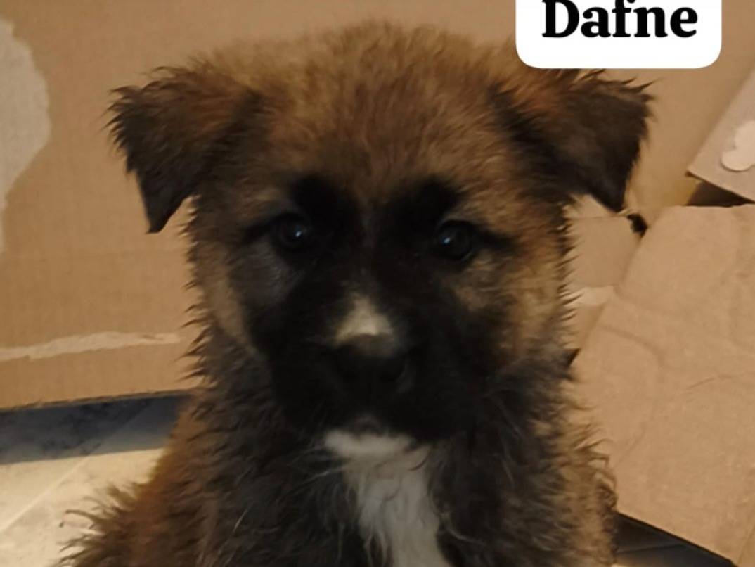 Adozione cane, femmina, Razza sconosciuta Razza sconosciuta, 3 mesi, taglia media, Pavia