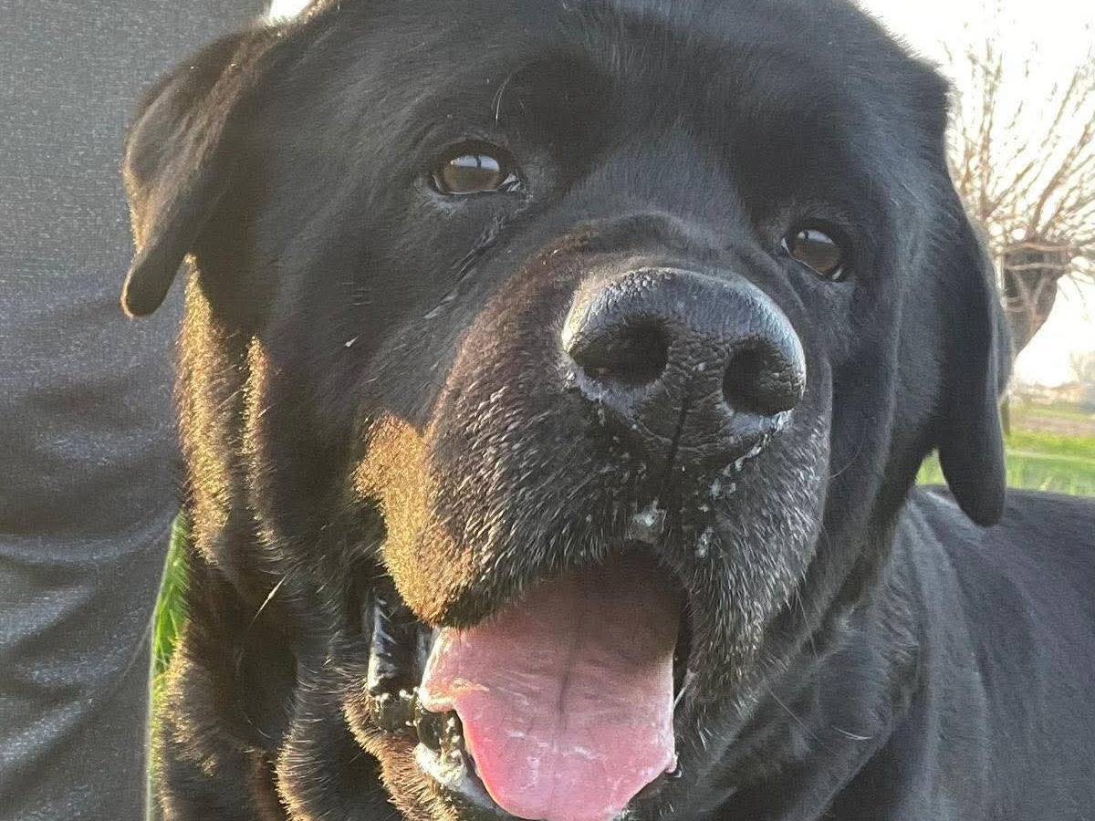 Adozione cane, maschio, Labrador Retriever Razza sconosciuta, 8 anni e 4 mesi, taglia gigante, Reggio