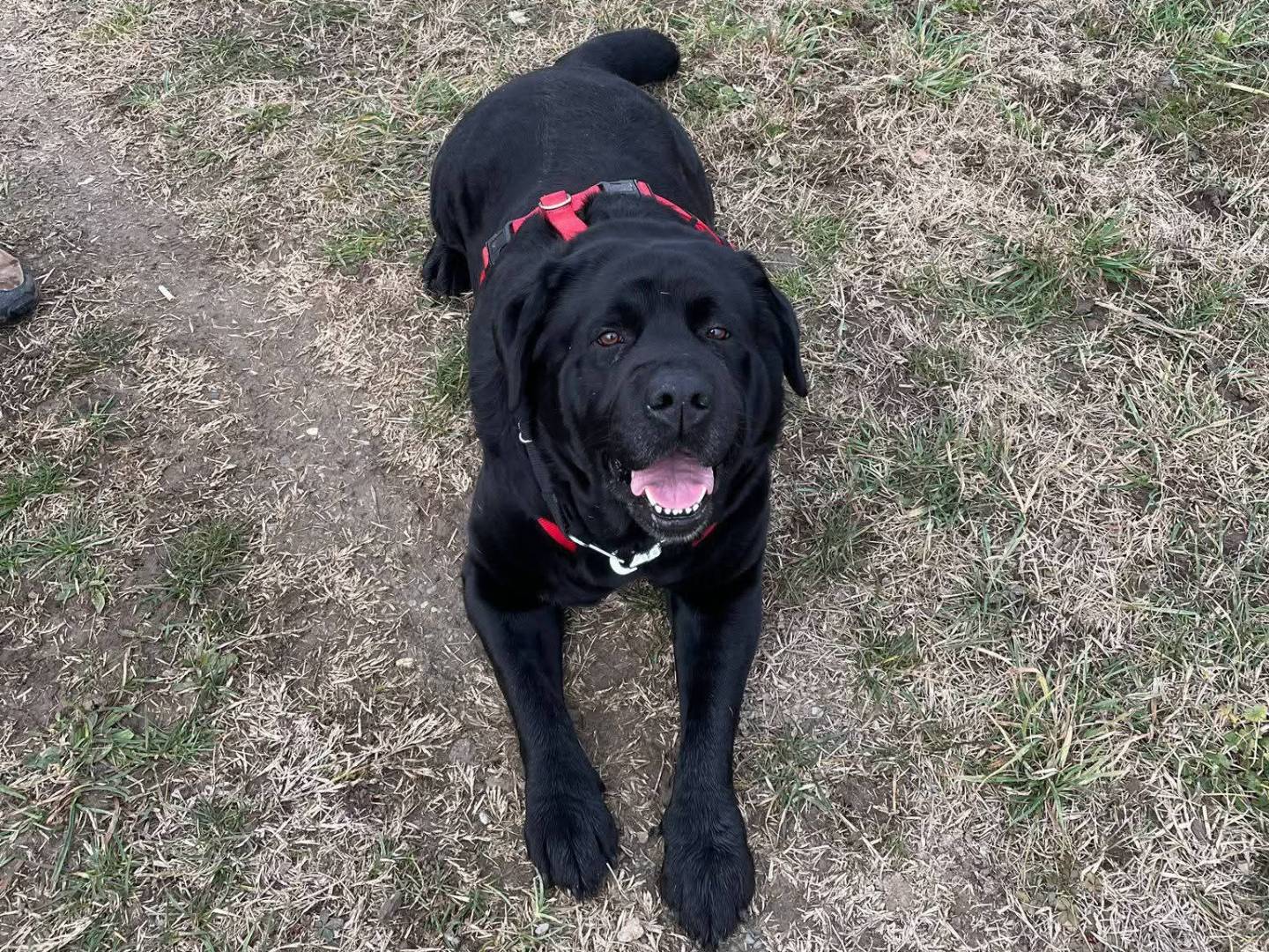 Adotta un cane, maschio, 8 anni e 4 mesi, Reggio
