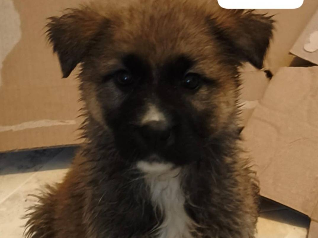 Adozione cane, femmina, Razza sconosciuta Razza sconosciuta, 3 mesi, taglia media, Pavia