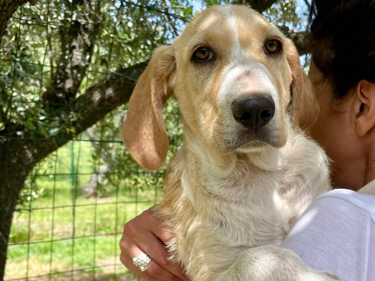 Adozione cane, maschio, Razza sconosciuta Razza sconosciuta, 4 mesi, taglia media, Chieti