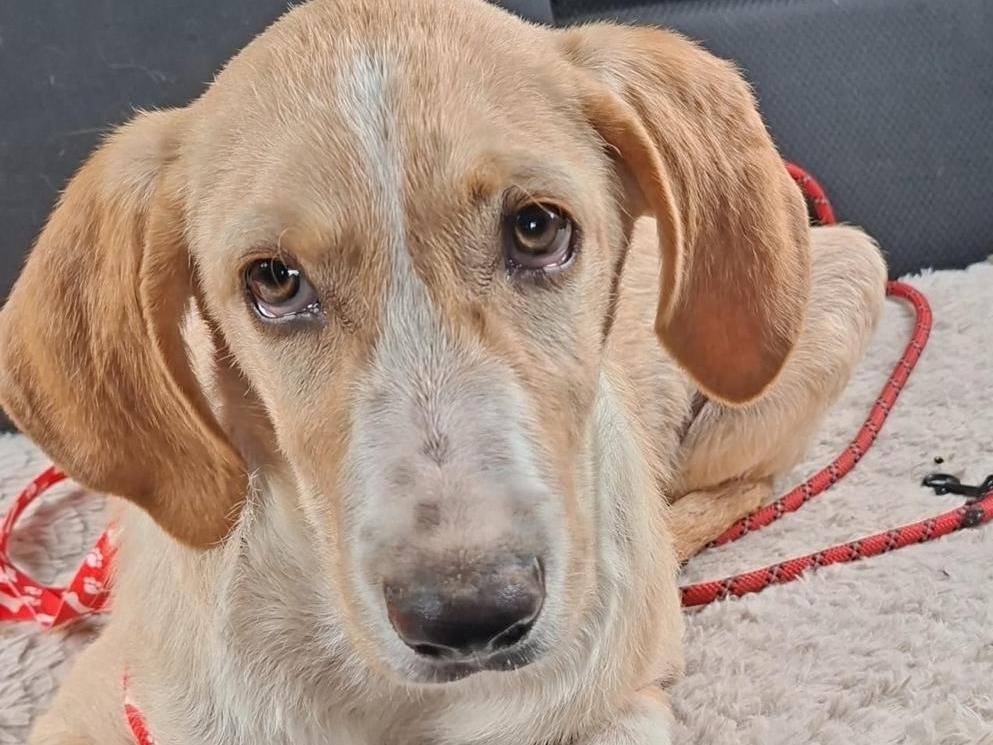 Adotta un cane, taglia media, maschio, Chieti