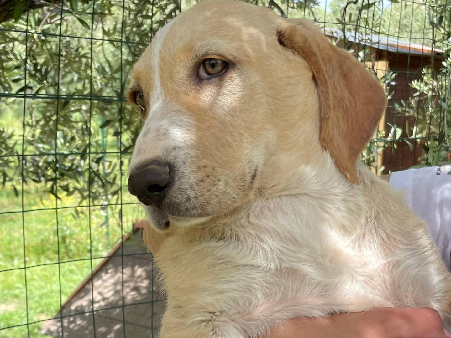 Adotta un cane, maschio, 4 mesi, Chieti