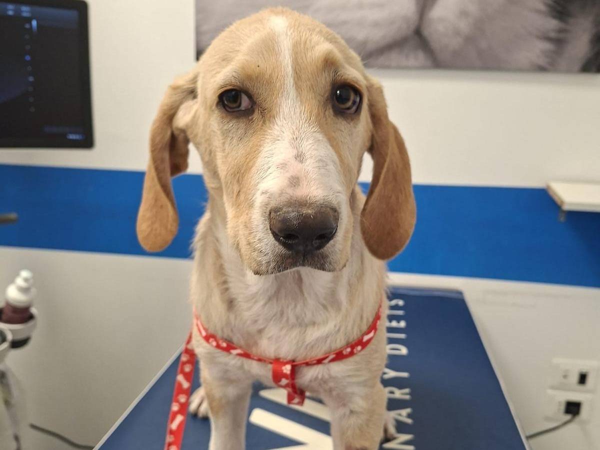 Vuoi adottare un cane a Chieti?