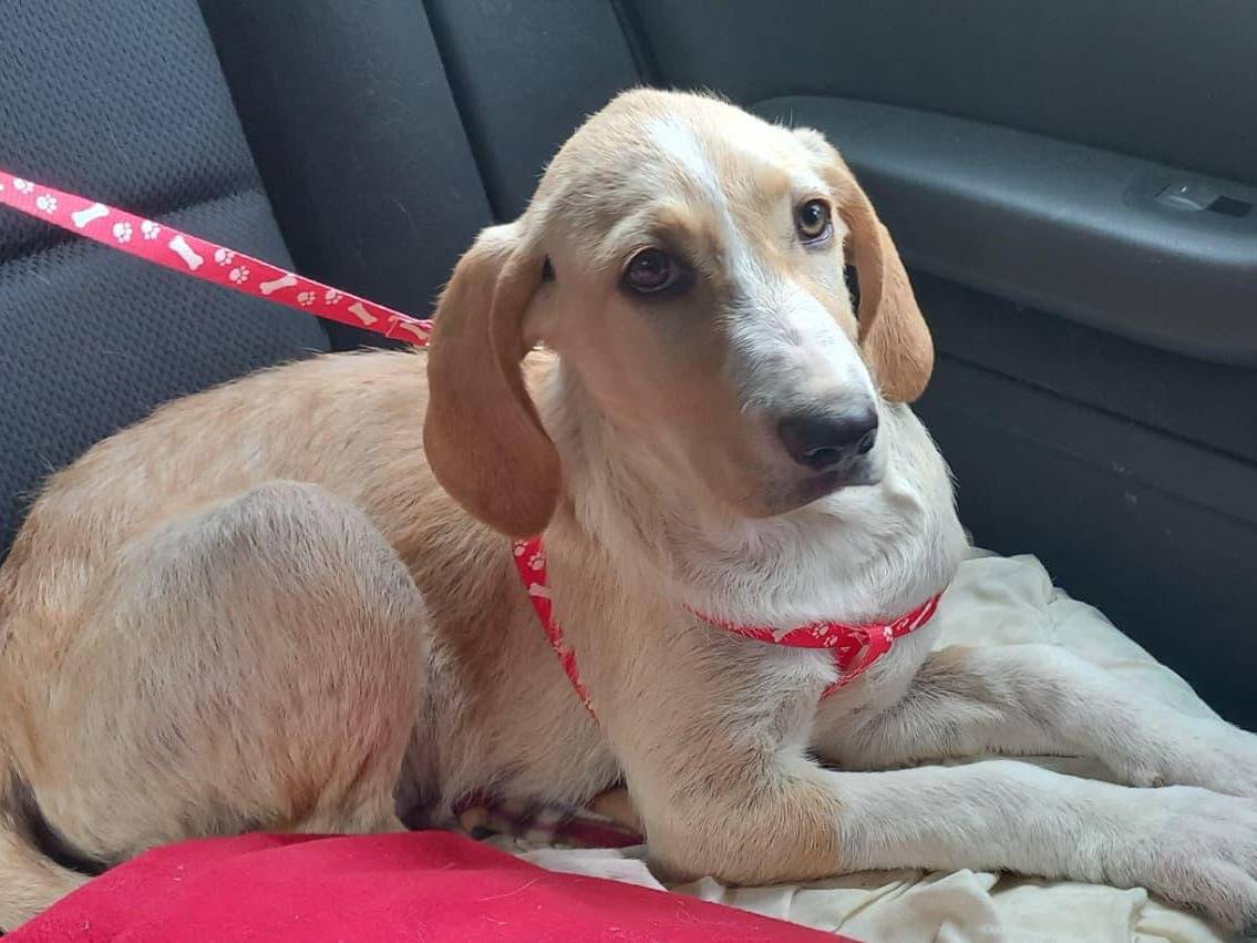 Adotta il cane MIELE a Chieti