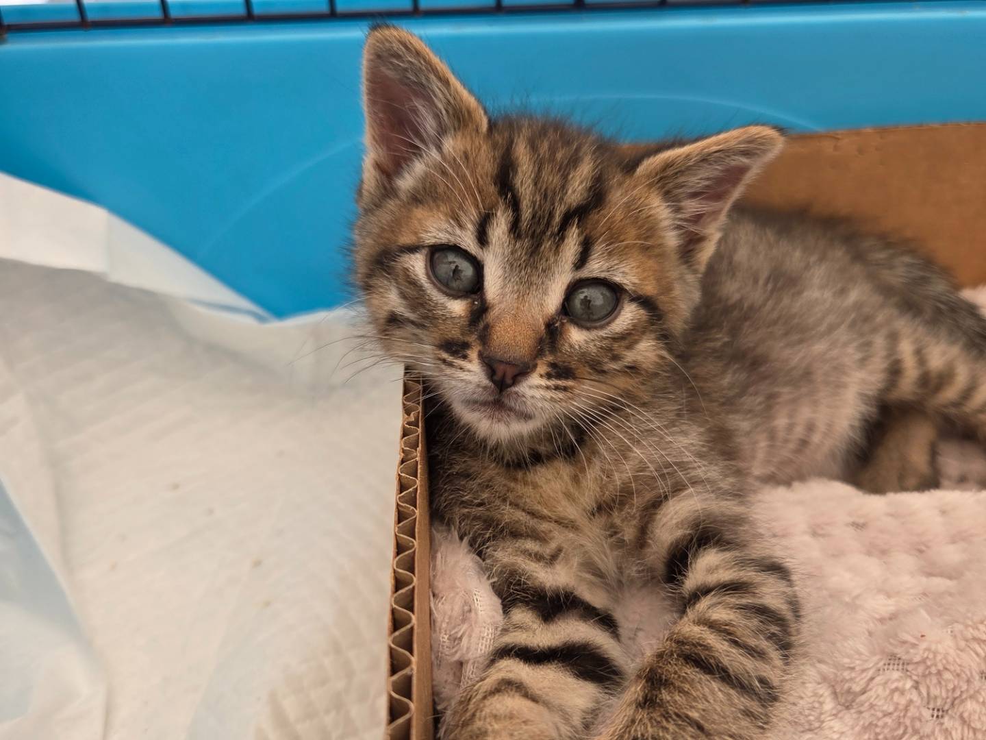 Adozione gatto, maschio, Razza sconosciuta Razza sconosciuta, 2 mesi, taglia non valida, Parma