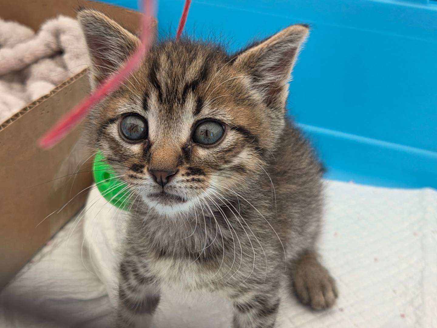 Adotta un gatto, maschio, 2 mesi, Parma