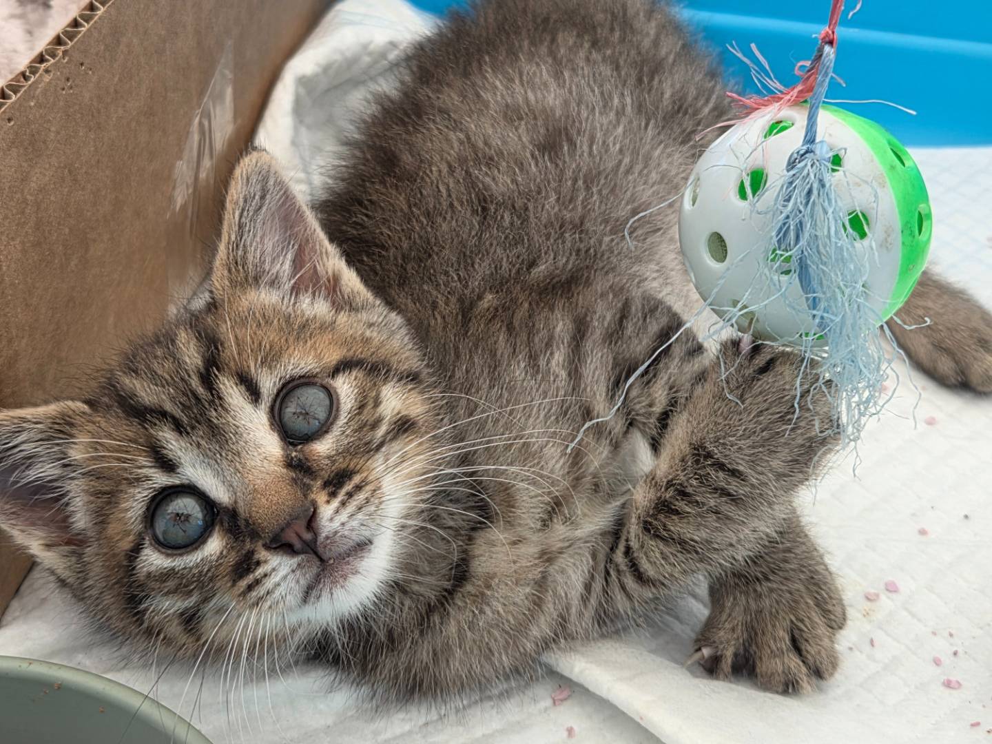Adotta un gatto, taglia non valida, maschio, Parma