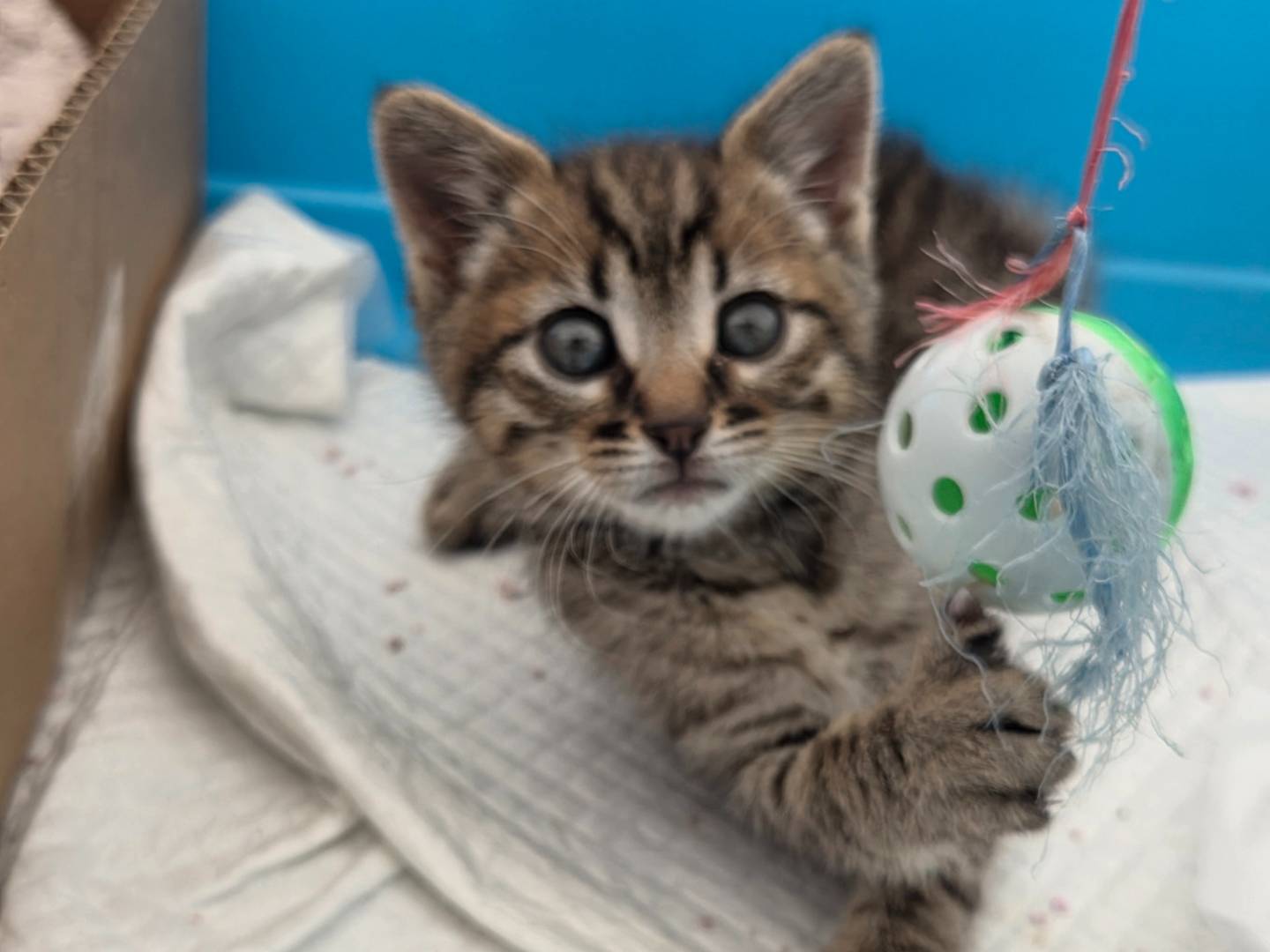 Vuoi adottare un gatto a Parma?