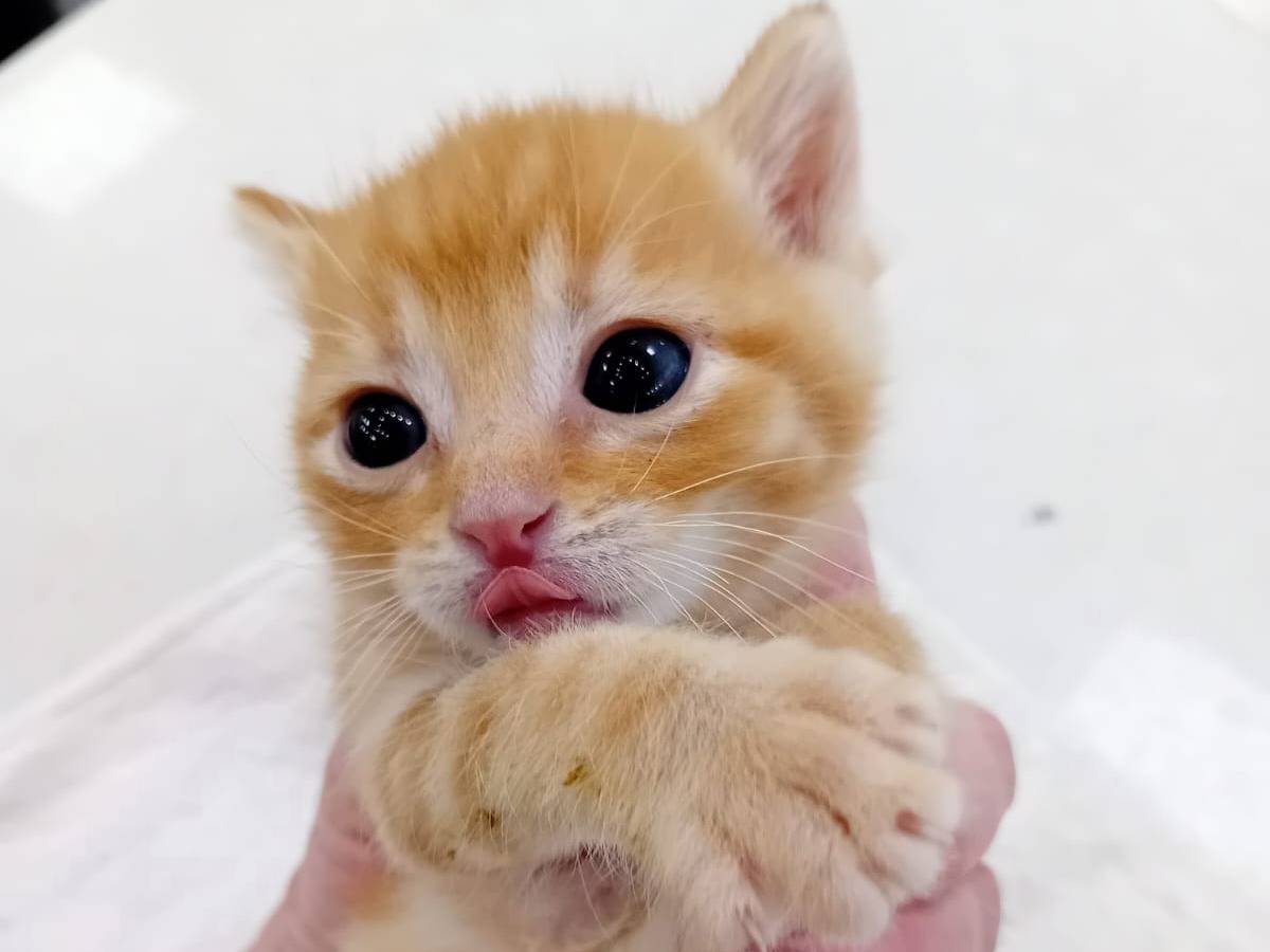 Adotta un gatto, maschio, 1 mesi, Parma