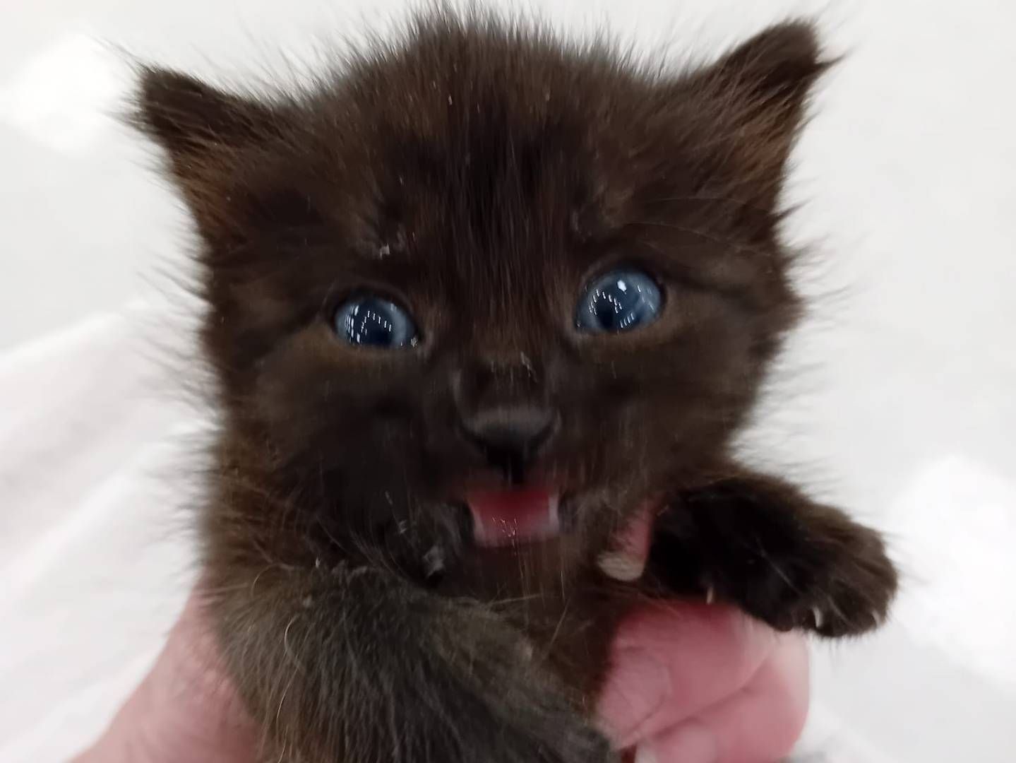 Adozione gatto, femmina, Razza sconosciuta Razza sconosciuta, 1 mesi, taglia non valida, Parma