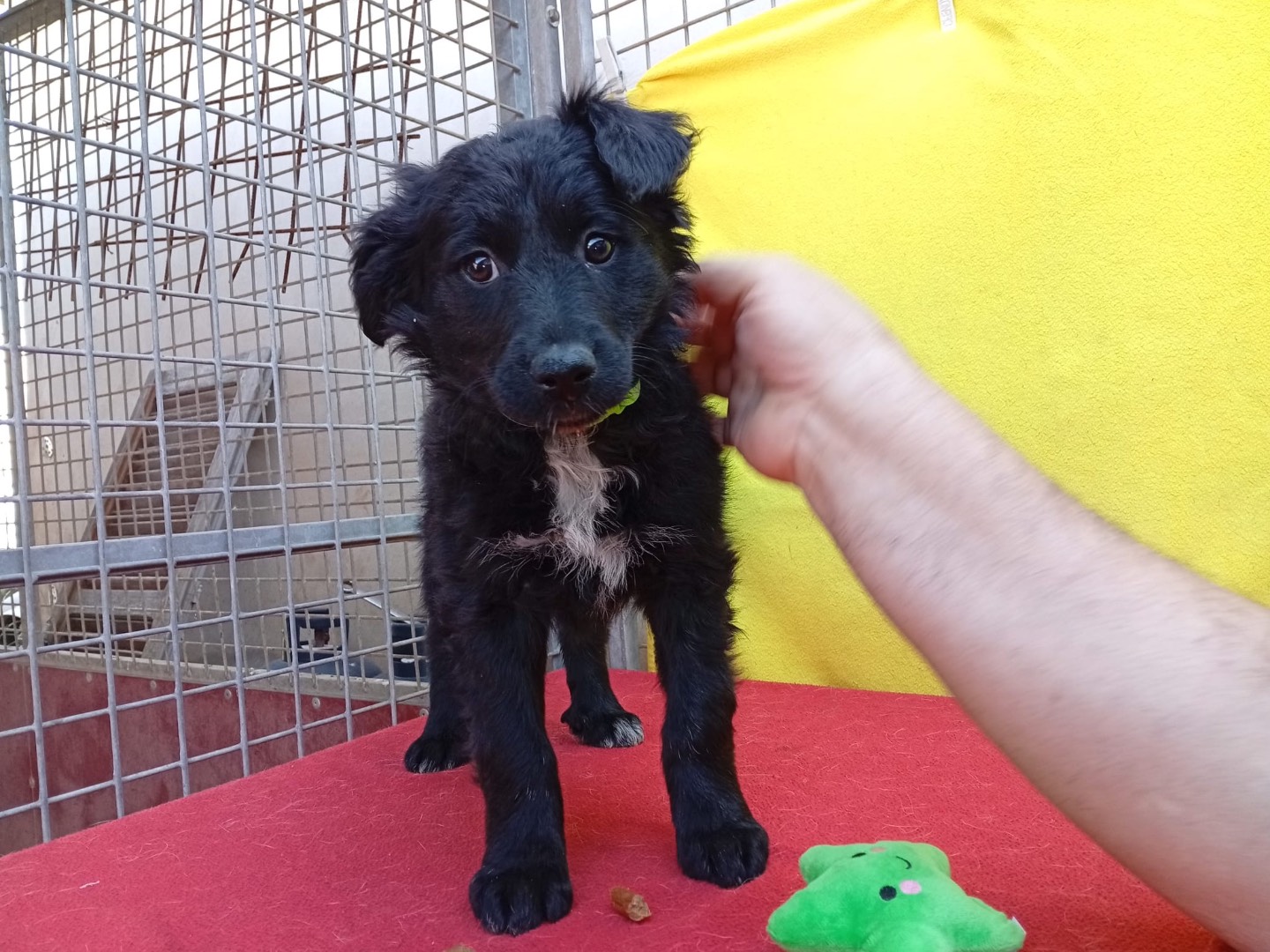 Adozione cane, femmina, Razza sconosciuta Razza sconosciuta, 1 mesi, taglia media, Crotone