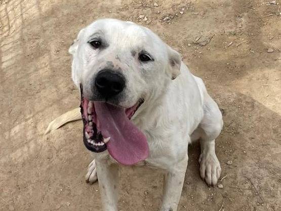 Adozione cane, femmina, Razza sconosciuta Razza sconosciuta, 3 anni e 10 mesi, taglia media, Torino
