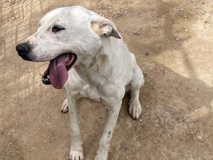 Adotta un cane, taglia media, femmina, Torino