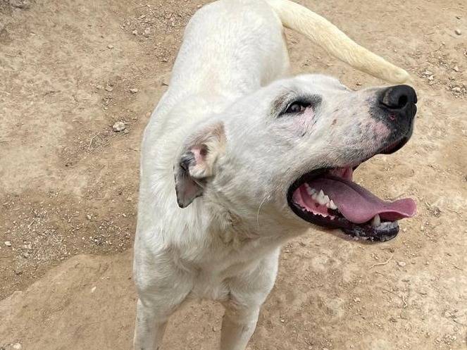 Vuoi adottare un cane a Torino?