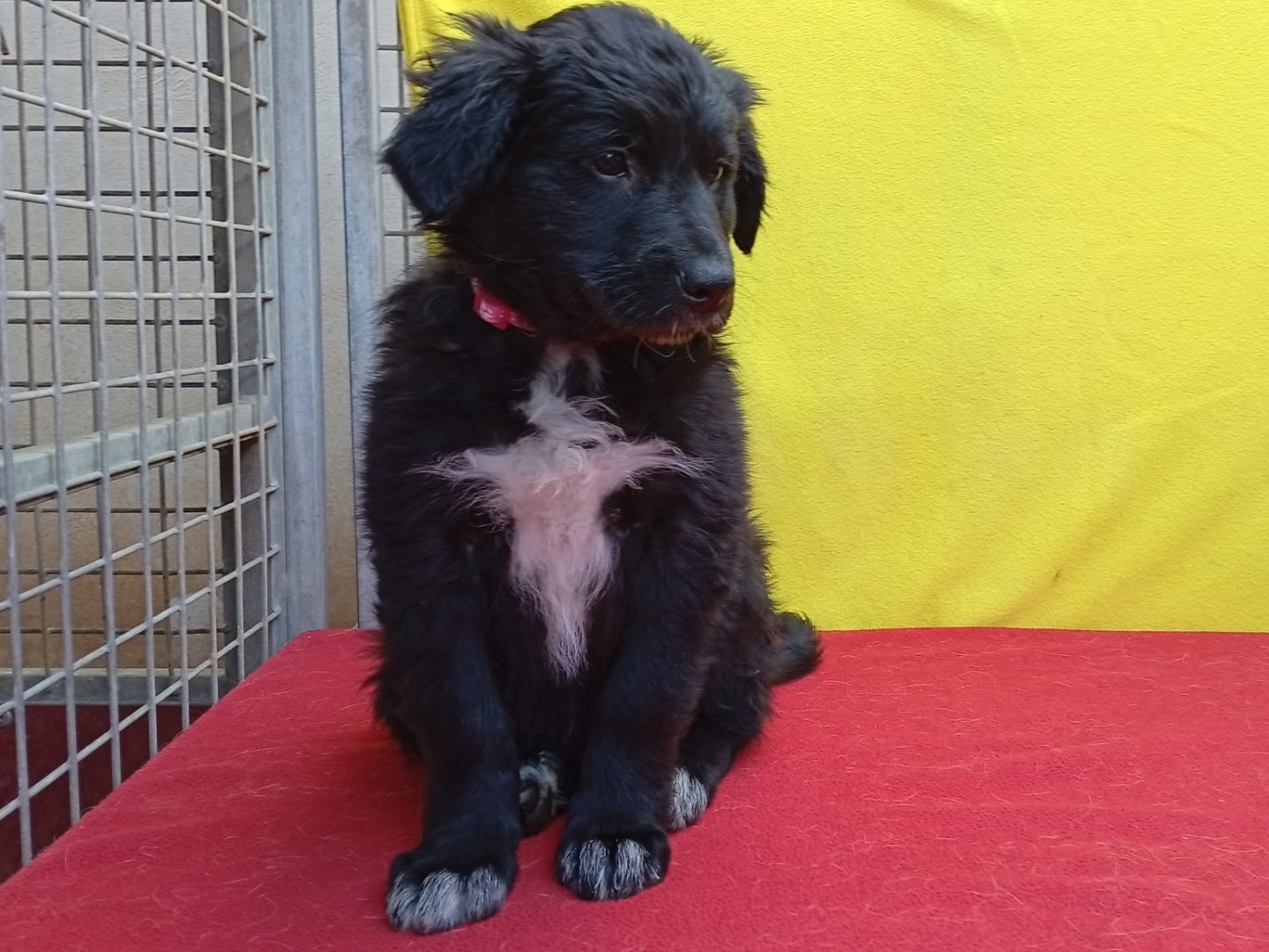 Adozione cane, femmina, Razza sconosciuta Razza sconosciuta, 2 mesi, taglia media, Crotone