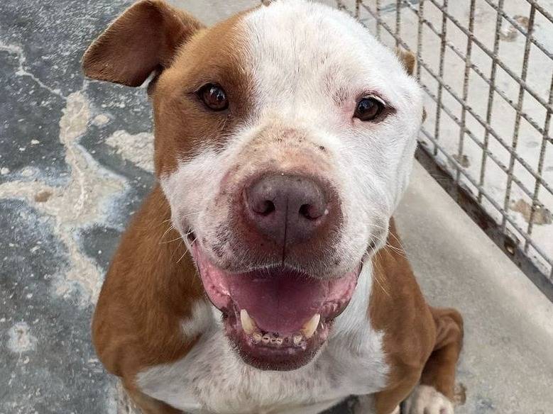 Adozione cane, maschio, Razza sconosciuta Razza sconosciuta, 2 anni e 4 mesi, taglia media, Torino