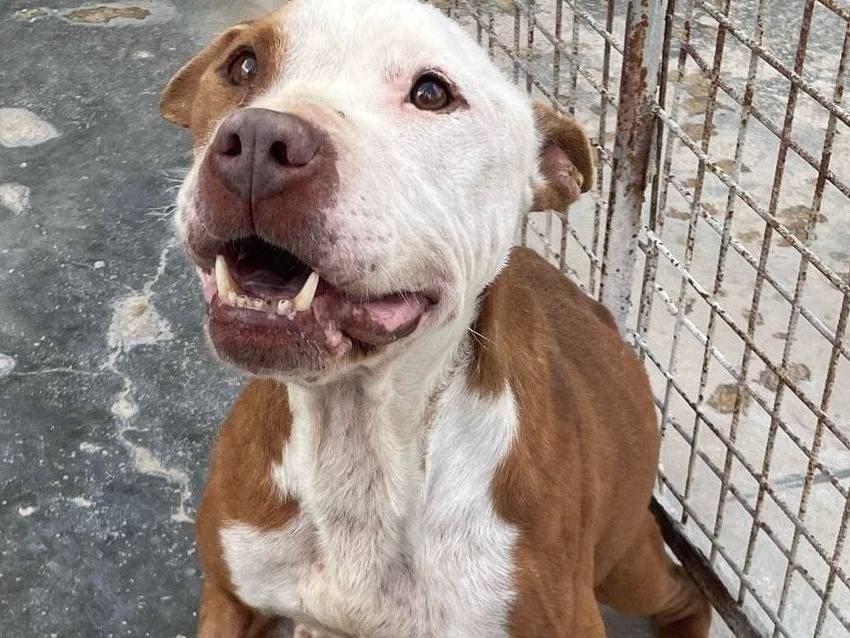 Adotta un cane, maschio, 2 anni e 4 mesi, Torino